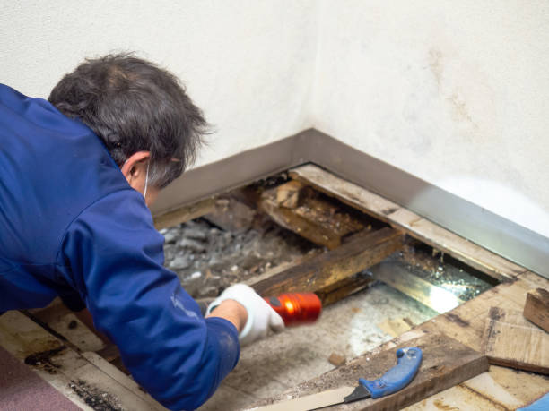 Best Crawl Space Mold Removal  in Luverne, MN