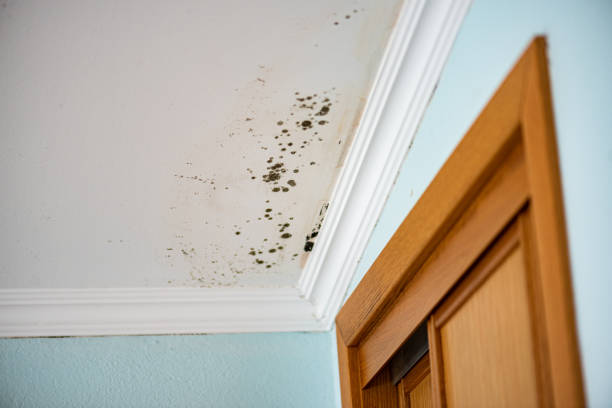 Best Mold Removal and Inspection  in Luverne, MN