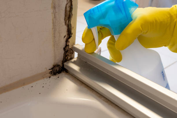 Best Emergency Mold Removal  in Luverne, MN