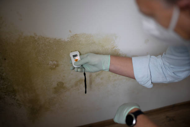 Best Mold Damage Repair  in Luverne, MN