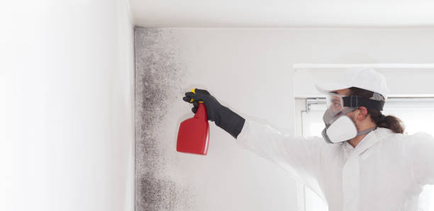 Best Office Mold Removal Services  in Luverne, MN