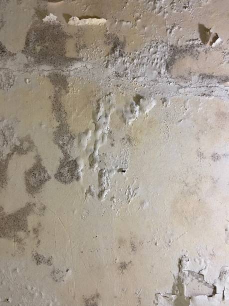 Best Fast Mold Removal  in Luverne, MN