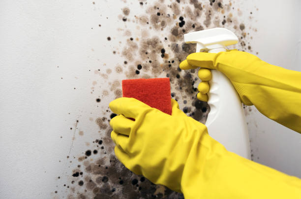 Best Fast Mold Removal  in Luverne, MN